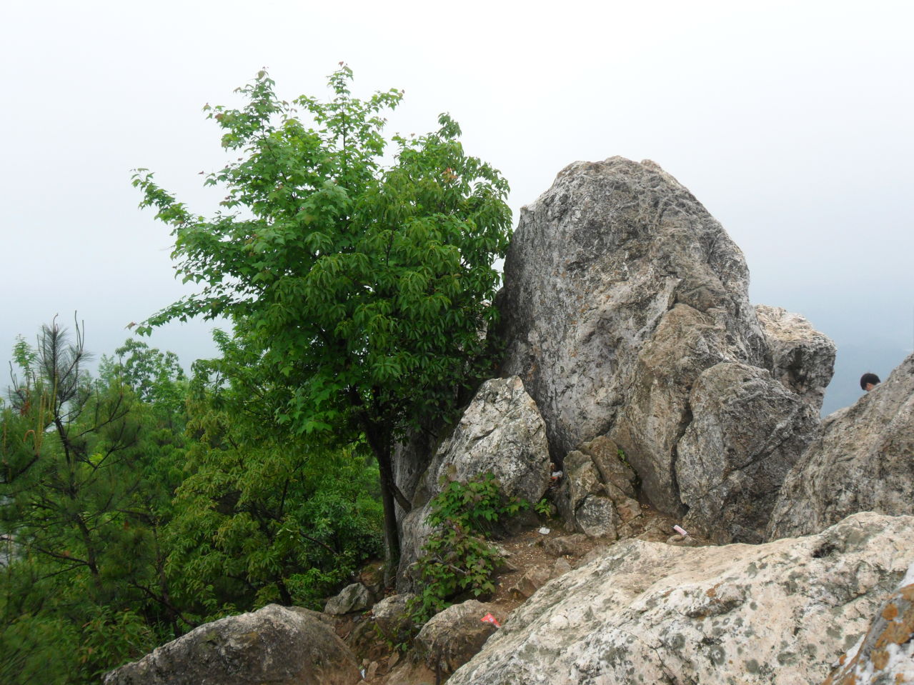 杨仙岭 杨仙岭