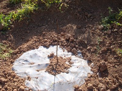 雪梨栽植 雪梨栽植