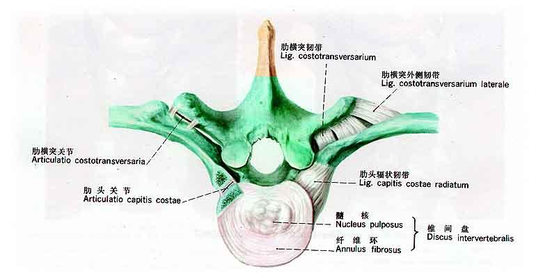 椎间关节 椎间关节