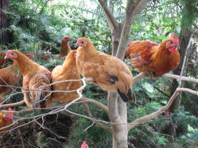 芭蕉溪土鸡