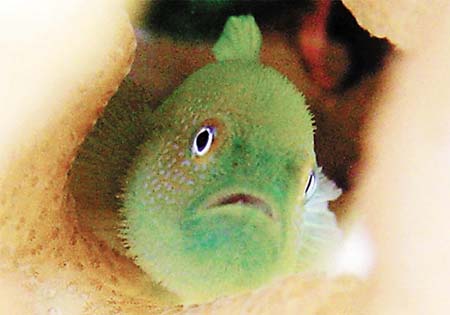 虾虎鱼 虾虎鱼