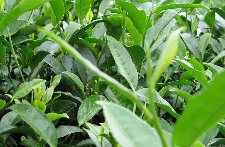 孔明茶 孔明茶