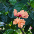 木槿树