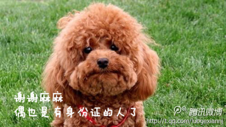 我是个有证的“人” 我是个有证的“人”