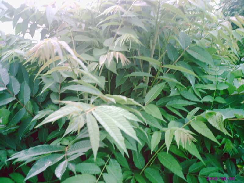 图3 大竹香椿植株 图3 大竹香椿植株