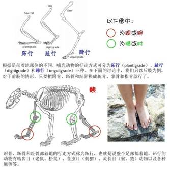 拓行趾行蹄行描述 拓行趾行蹄行描述