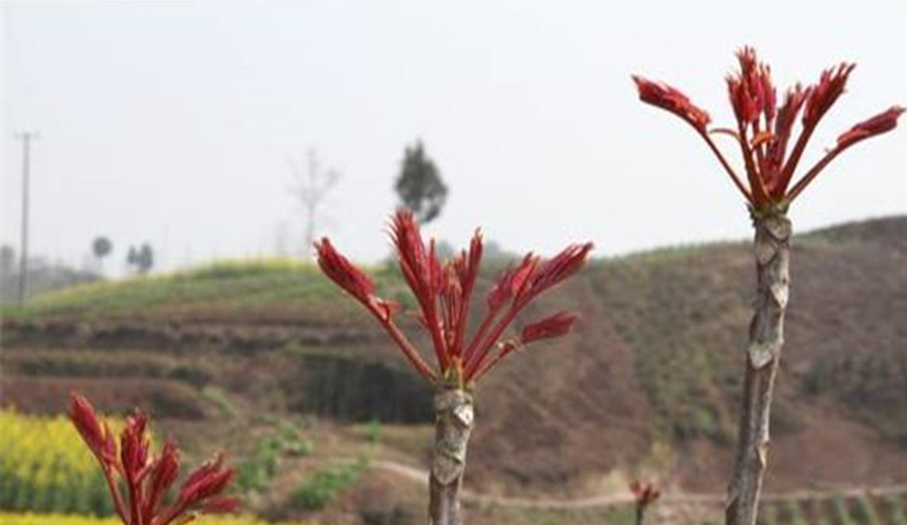 大竹香椿产地环境 大竹香椿产地环境
