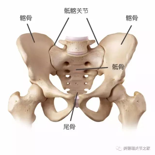 骶髂关节
