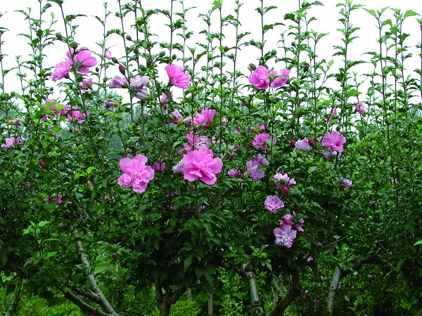 木槿 木槿