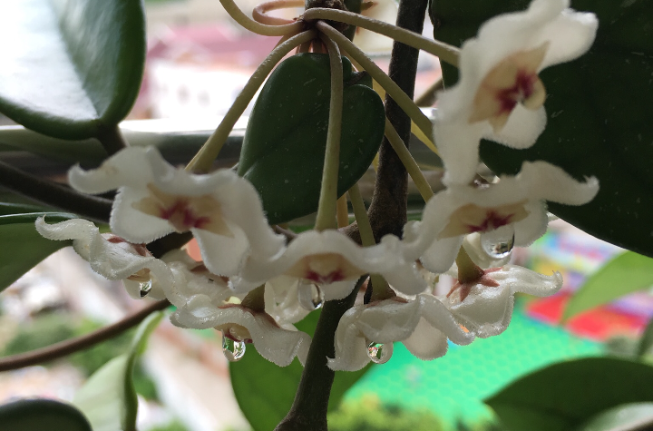 绣球花(中药)