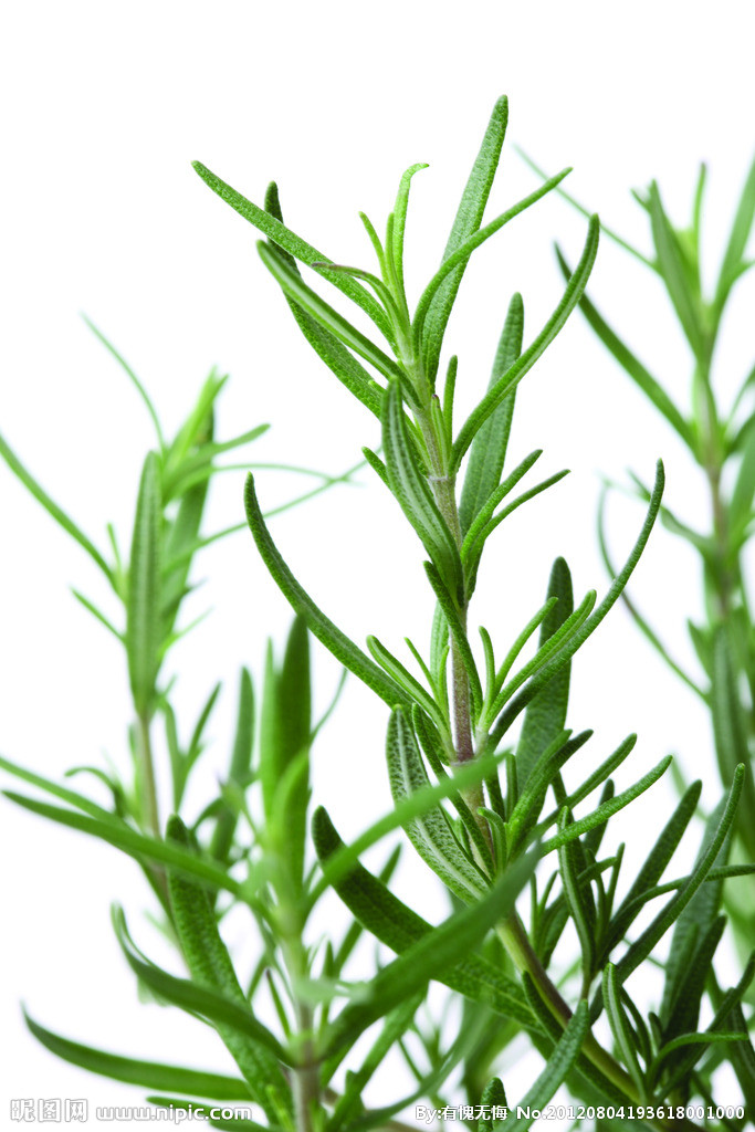 草本 草本