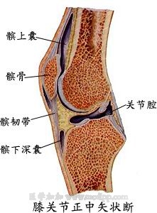 膝关节正中矢状断 膝关节正中矢状断