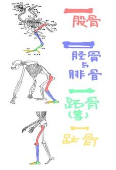 不同关节结构 不同关节结构
