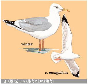 裏海鸥 裏海鸥