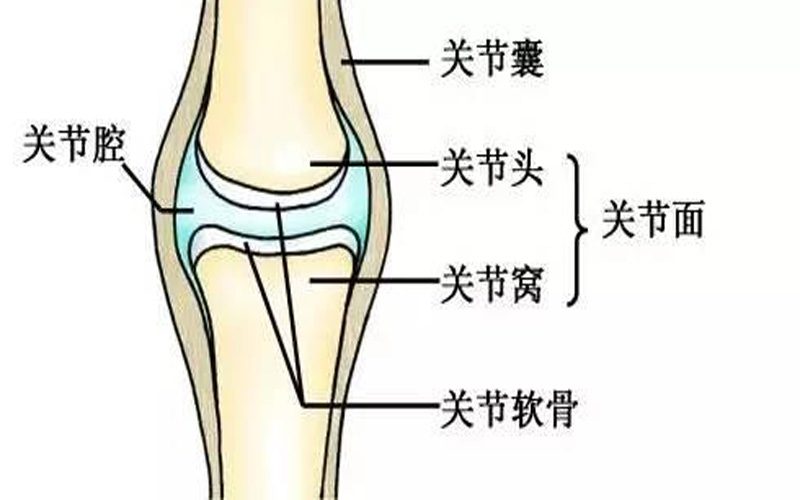 关节面