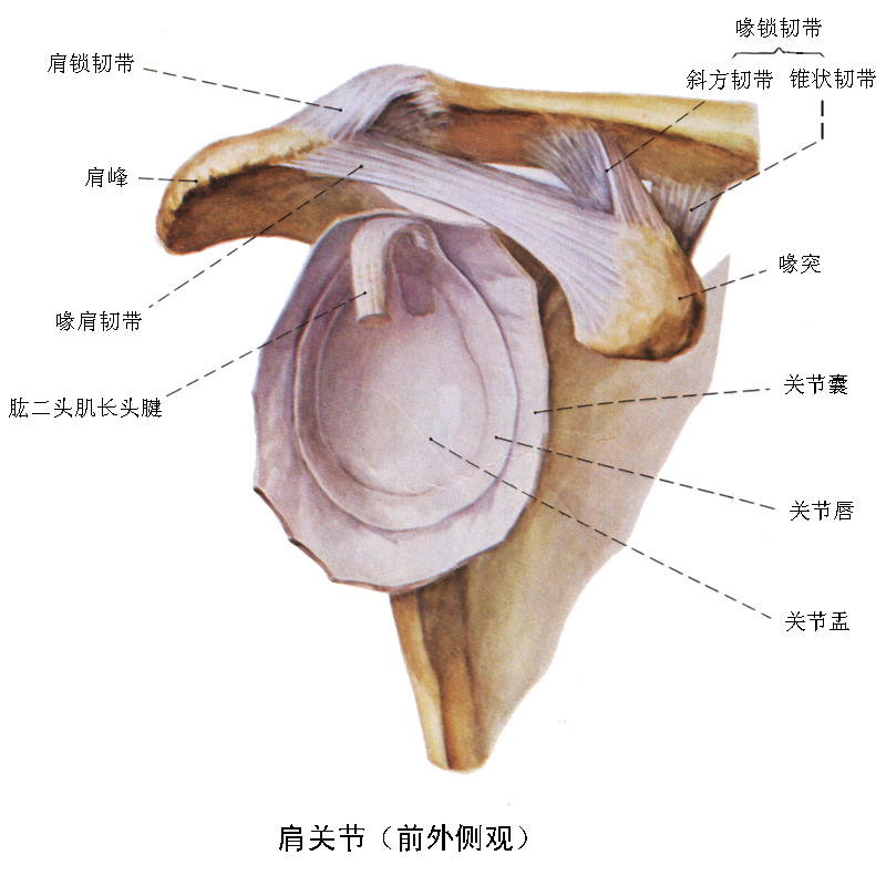 可动关节