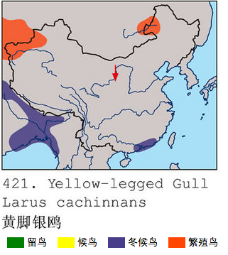 裏海鸥分布範围 裏海鸥分布範围