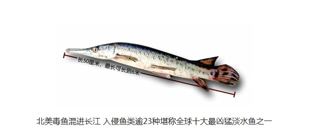最兇猛淡水鱼之一 最兇猛淡水鱼之一