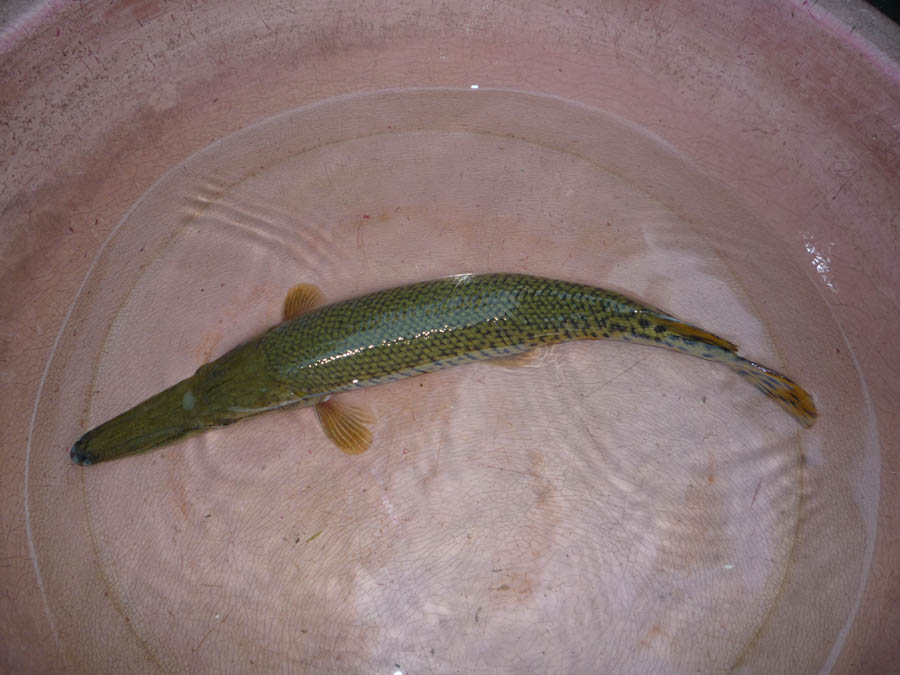雀鳝鱼 雀鳝鱼