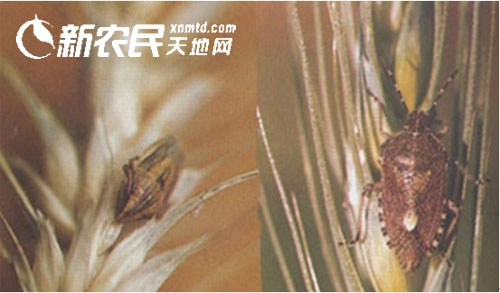 小麦椿象 小麦椿象
