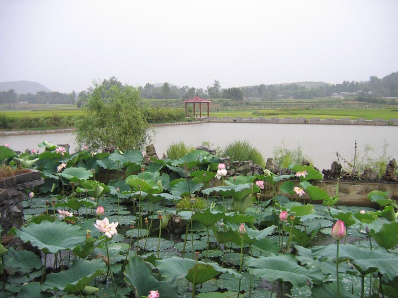 林泉镇