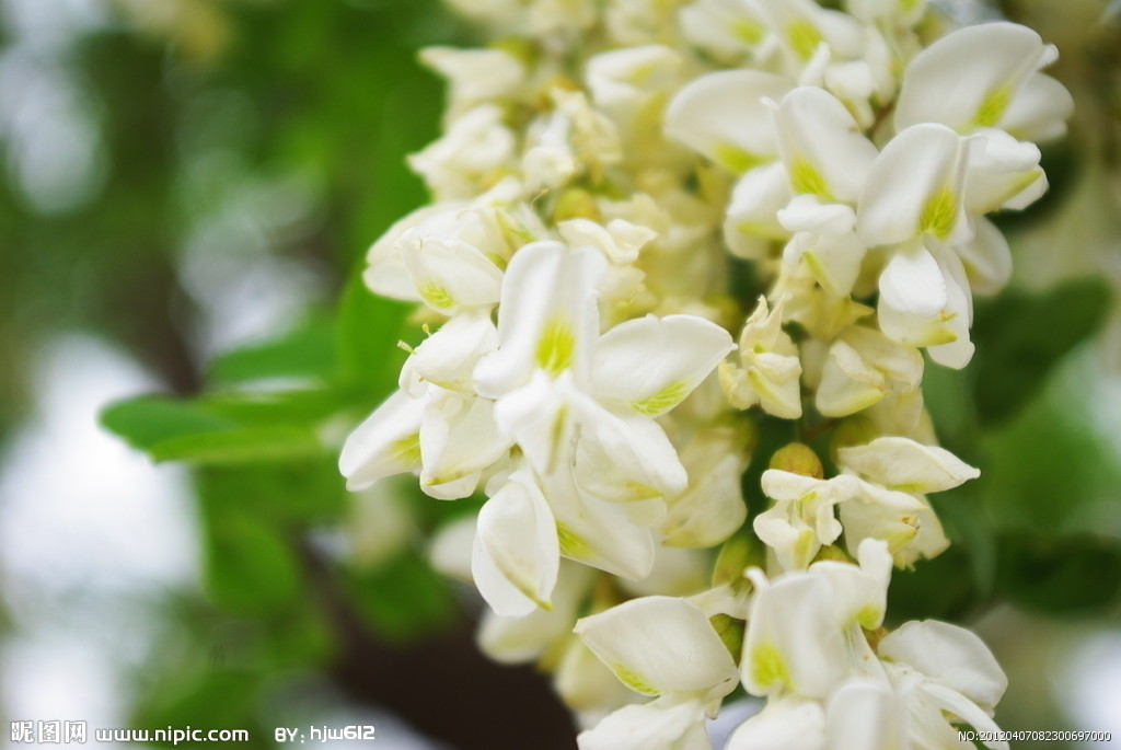槐花 槐花