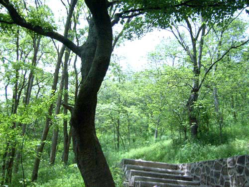 仪征铜山森林公园景色 仪征铜山森林公园景色