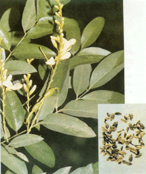 槐角-植物形态(图4) 槐角-植物形态(图4)
