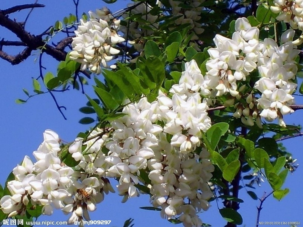槐花 槐花