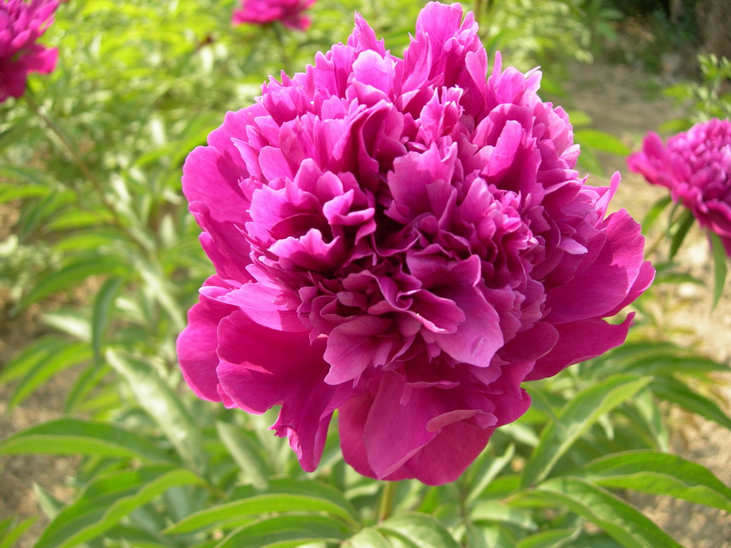 红绣球(芍药属牡丹栽培品种)