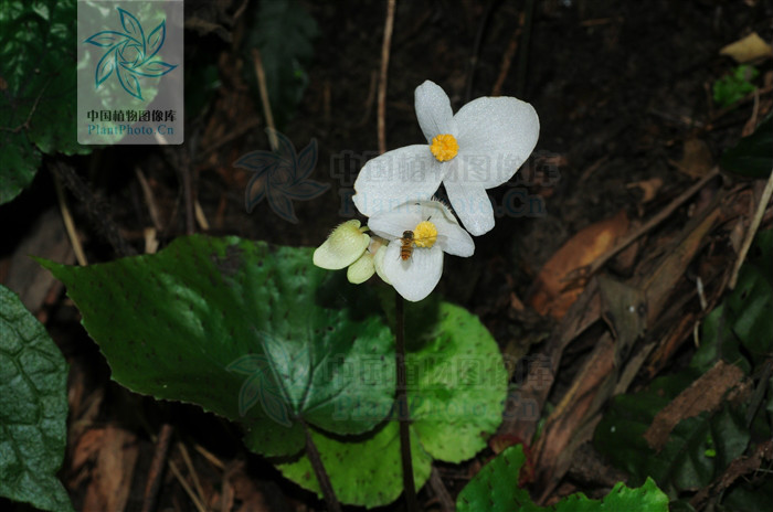 蕺叶秋海棠(七星花) 蕺叶秋海棠(七星花)