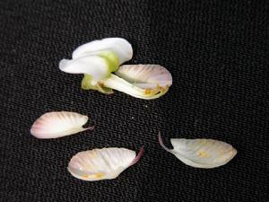 花瓣 花瓣