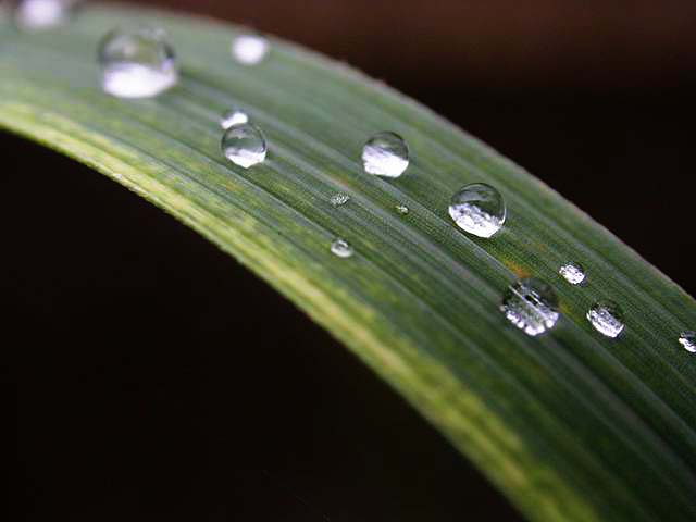 露(自然现象)