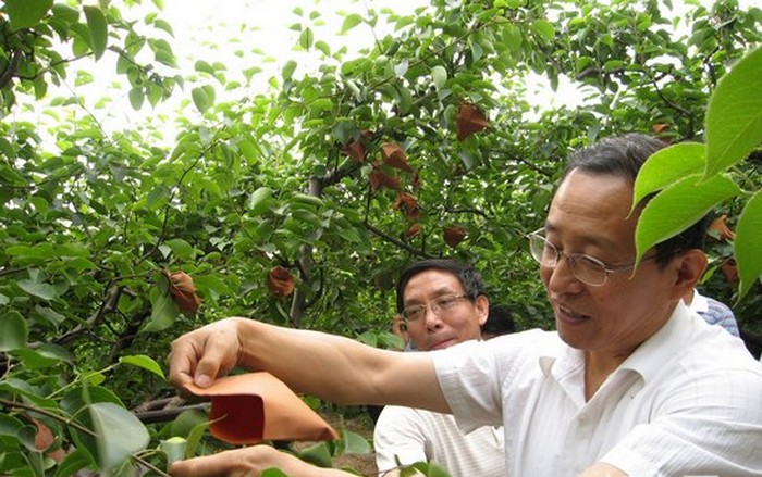 专家在文水南安镇南安村果园指导生产 专家在文水南安镇南安村果园指导生产