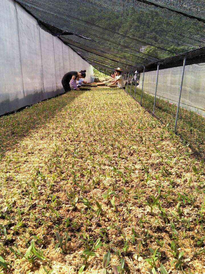 直播苗种植 直播苗种植