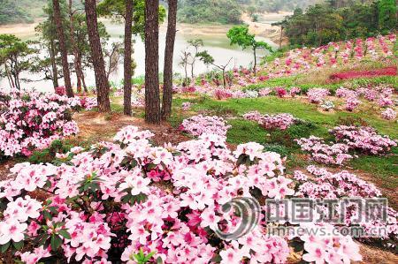 群星公园杜鹃花 群星公园杜鹃花