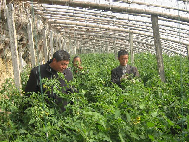 种植户正对番茄进行管理 种植户正对番茄进行管理