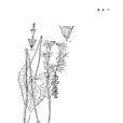 黄亮橐吾