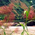 爱你，昙花一现般烟雨