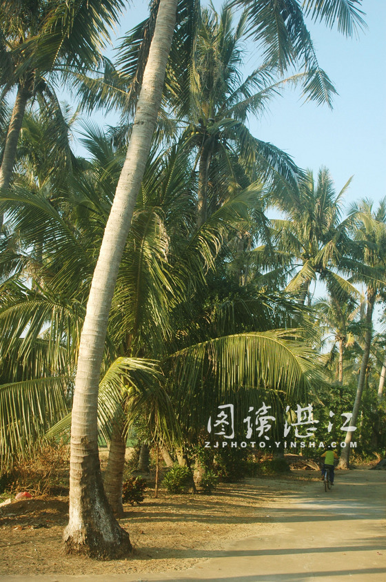 徐闻南安村中广植椰子树 徐闻南安村中广植椰子树