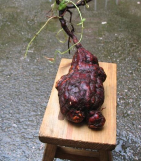 中华九大仙草 中华九大仙草