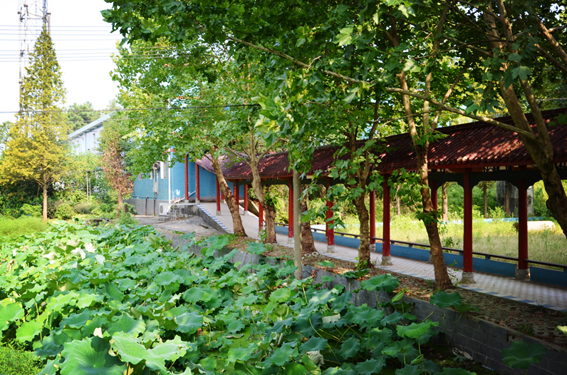 黄龙新村夏季荷塘美景 黄龙新村夏季荷塘美景