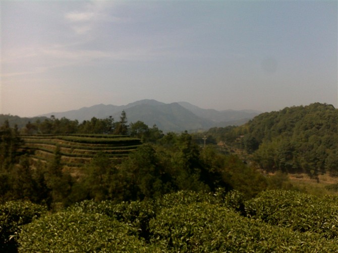 茶叶 茶叶