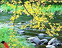 落花 落花