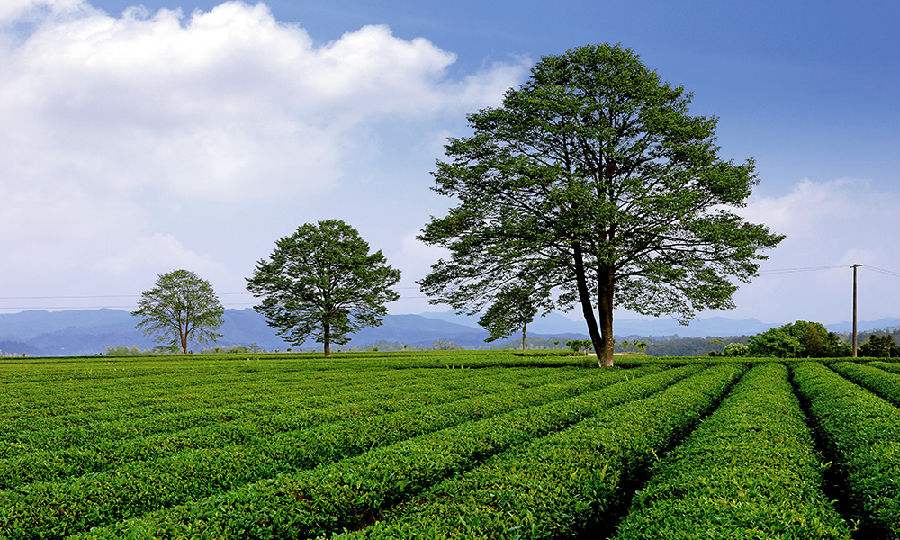 金井三棵树茶园 金井三棵树茶园