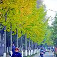 龙蟠路(南京市龙蟠路)