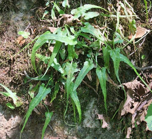 过桥草 过桥草