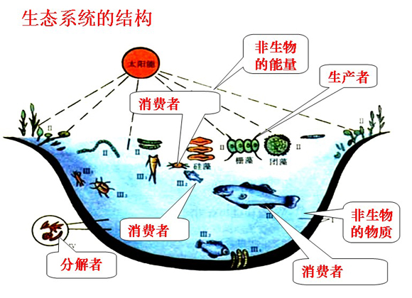 生物系统