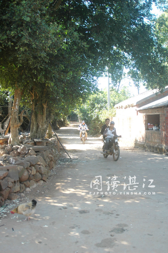 村中水泥巷旁的古树 村中水泥巷旁的古树