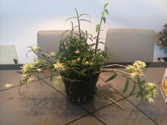 石斛花茶